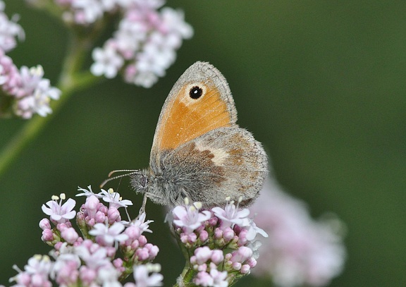 Kleiner Heufalter (Coenonympha pamphilus)